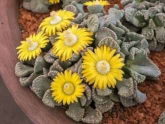 Cultivar y cuidar Concrete Leaf Living Stone