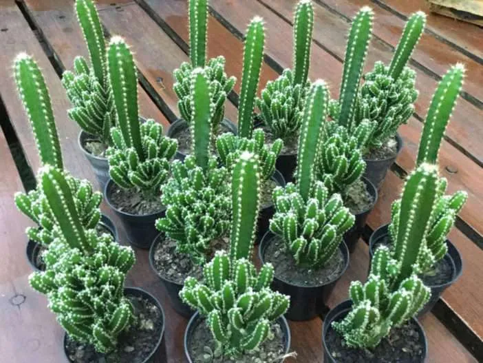 Cultivar y cuidar el cactus del castillo de hadas