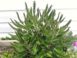 Crecer y Cuidar Madre de Miles (Kalanchoe daigremontiana)