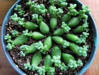 propagar sedum