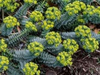 Propagar Myrtle Spurge (Euphorbia myrsinites)