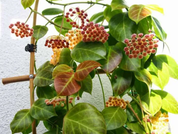 Hoya oscura (planta de cera roja)