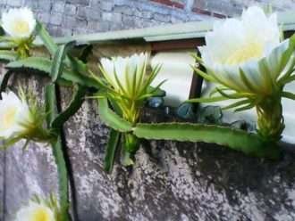 Hylocereus trigonus (pera fresa)