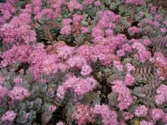 Hylotelephium cauticola (Cliff Stonecrop) alias Sedum cauticola