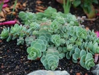 Hylotelephium ewersii (Sedum ewersii rosa de Mongolia) también conocido como Sedum ewersii