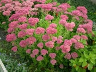 Hylotelephium spectabile 'Brilliant' (Brilliant Stonecrop) también conocido como Sedum spectabile 'Brilliant'