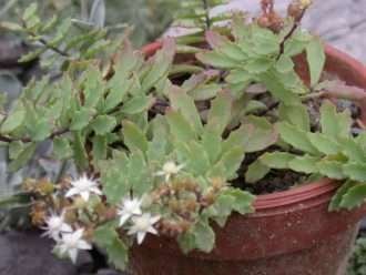 Hylotelephium tatarinowii también conocido como Sedum tatarinowii
