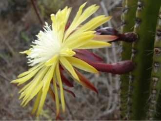 Jasminocereusthyarsii – Cactus candelabro