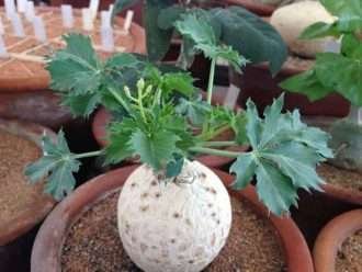 Jatropha cathartica - Nettlespurg de Berlander