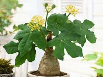 Jatropha podagrica 'Flores amarillas' (Jatropha amarilla)