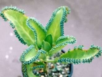 Kalanchoe laetivirens (Madre de miles)