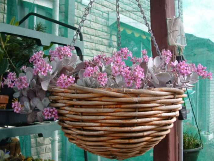 Kalanchoe pumila - Planta de polvo de flores