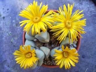 Lapidaria margaritae (Karoo Rose)