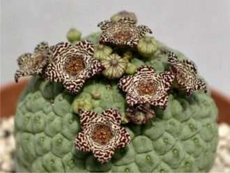 Larryleachia cactiformis