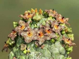 Larryleachia marlothii