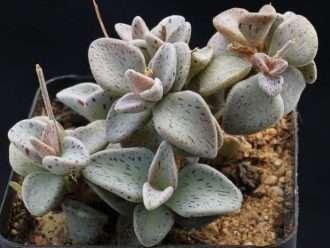 Lenophyllum guttatum (Lenophyllum de hoja afilada)