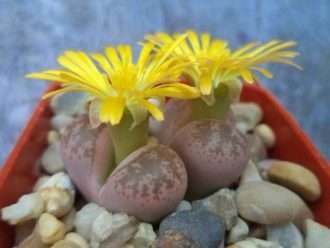 Lithops coleorum (piedras vivas)