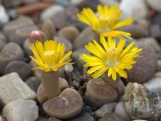 Lithops dinteri (piedras vivas)