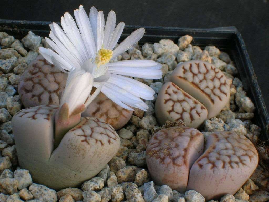 Lithops julii (piedras vivas)