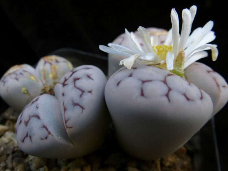 Lithops karasmontana - Piedra Viva de las Montañas Karas