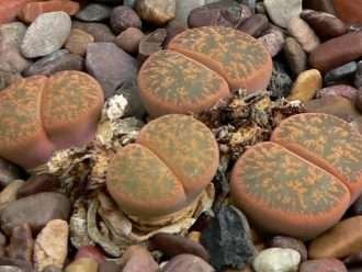 Lithops lesliei (Piedra viva de Leslie)