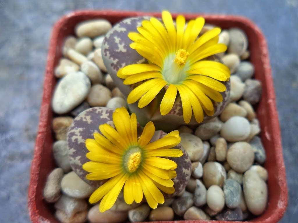 Lithops naureeniae (piedras vivas)