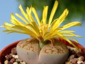 Lithops pseudotruncatella (Piedra viva truncada)