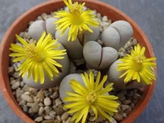 Lithops ruschiorum (nalgas de bosquimanos)