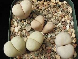 Lithops ruschiorum subsp.  nelii (nalgas de bosquimano)