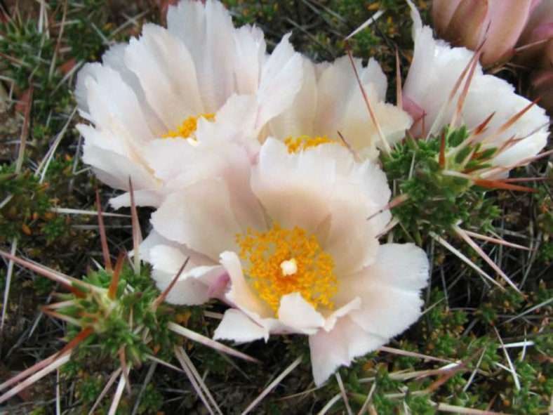 Maihuenia patagonica - Manta Verde Espinosa