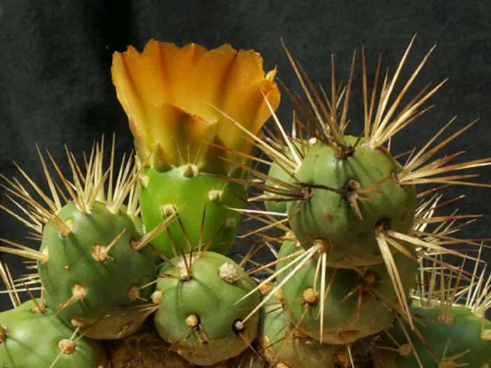 Maihueniopsis darwinii (Cactus de Darwin)