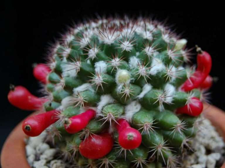 Mammillaria mammillaris (Cactus pezón lanudo)
