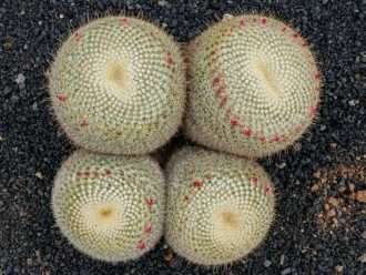 Mammillaria muehlenpfordtii también conocida como Mammillaria celsiana