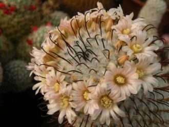 Mammillaria perezdelarosae