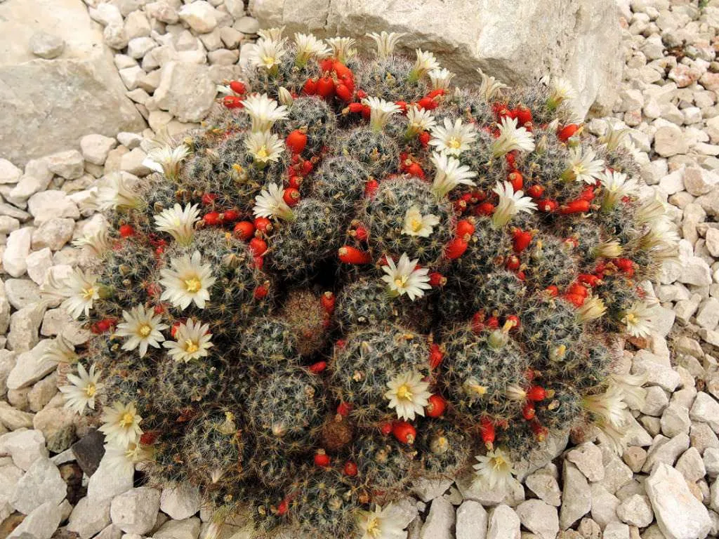 Mammillaria prolifera (Cactus pezón de Texas)