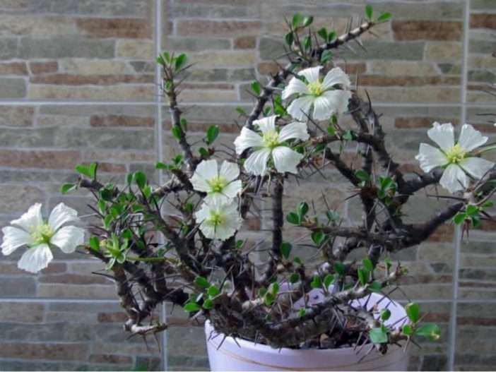 Monsonia camdeboensis (arbusto de vela)