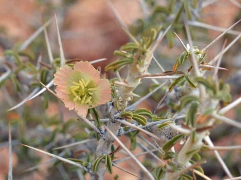Monsonia salmoniflora - Vela de Bushman