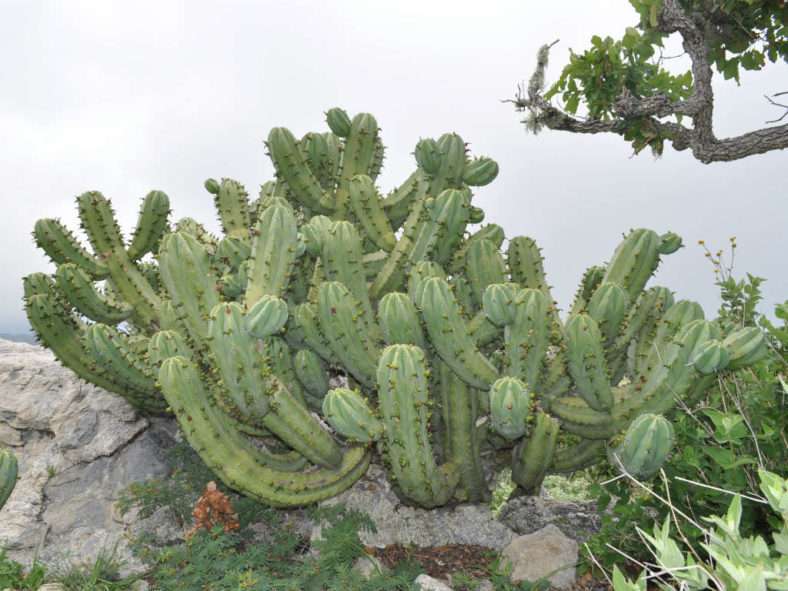 Myrtillocactus cochal (cactus candelabro)