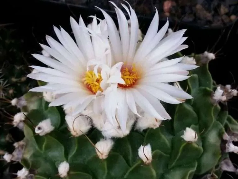 Obregonia denegrii (cactus de alcachofa)