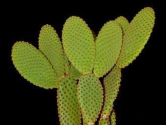 Opuntia microdasys subsp.  rufida (Orejas de conejo canela) también conocida como Opuntia rufida