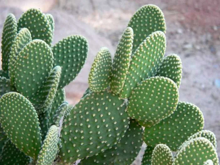 Opuntia microdasys var.  pallida - Cactus de orejas de conejo