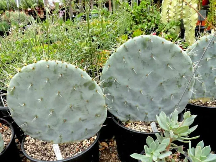Opuntia robusta (cactus rueda)