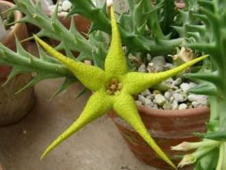 orbea caudata