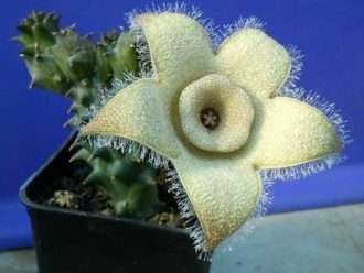 Orbea ciliata