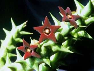 orbea decaisneana