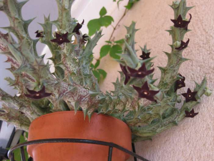 Orbea decaisneana subsp.  hespéridum