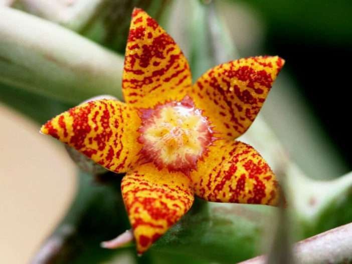 orbea schweinfurthii