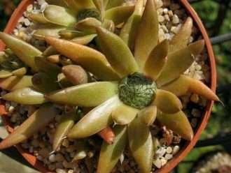 Orostachys fimbriata (gorros de burro)