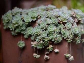 Orostachys furusei