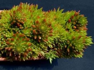 Orostachys japonica - Pino de roca